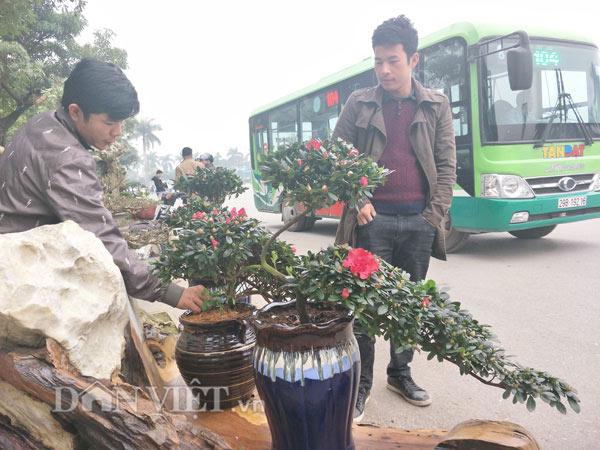 Đỗ quyên &#34;hóa&#34; chim công đua sắc &#34;hút hồn&#34; dân chơi Tết Hà Thành - 2