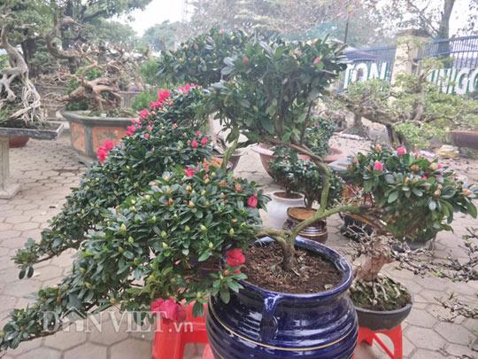 Đỗ quyên &#34;hóa&#34; chim công đua sắc &#34;hút hồn&#34; dân chơi Tết Hà Thành - 6