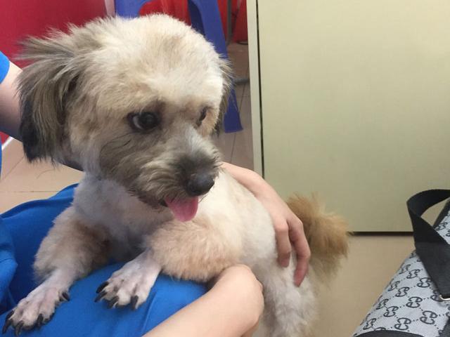 Thị trường - Tiêu dùng - Chăm sóc thú cưng - dịch vụ "hot" dịp Tết