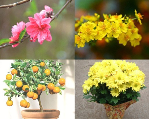 Món quà tết - món quà sức khỏe - 3