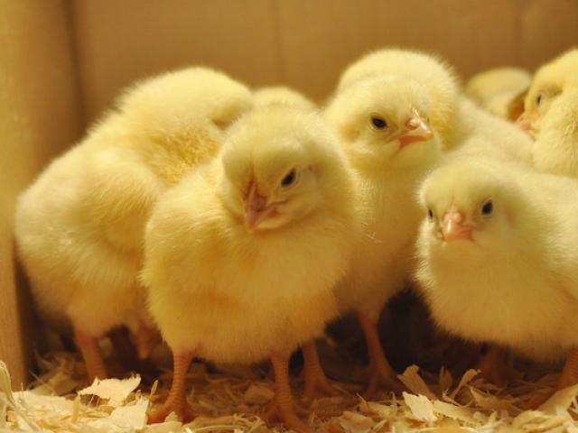 Giáo dục - du học - Uzbekistan: Giáo viên được trả lương bằng... gà con thay vì tiền