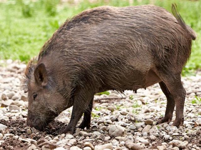 Thị trường - Tiêu dùng - Bỏ ra nửa triệu thuê người lên bản mua thịt lợn mán, đại gia vẫn "hốt' phải lợn nái sề