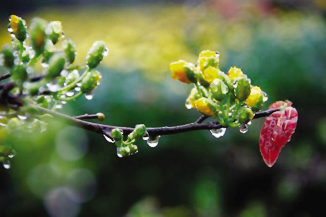 “Yêu” trong mùa xuân thế nào thì tốt? - 1