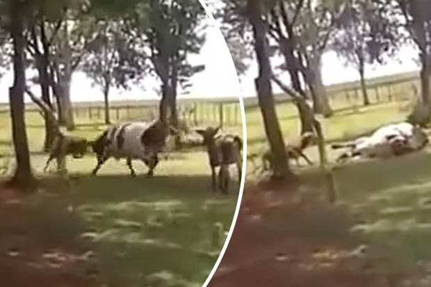 Dê húc bò khổng lồ to gấp 3, kết thúc không tin nổi - 1