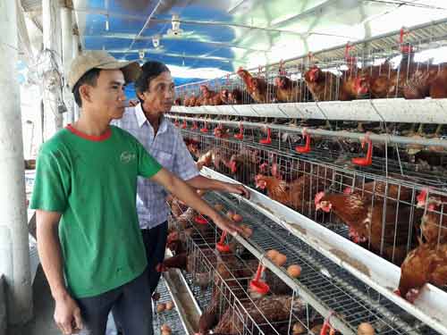 Nuôi 2.000 gà siêu trứng, 10 con bò, doanh thu 1,5 tỷ/năm - 1