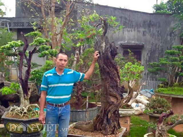 Thị trường - Tiêu dùng - Chiêm ngưỡng "cụ" dâu tằm độc đáo hơn 100 tuổi ở Lâm Đồng