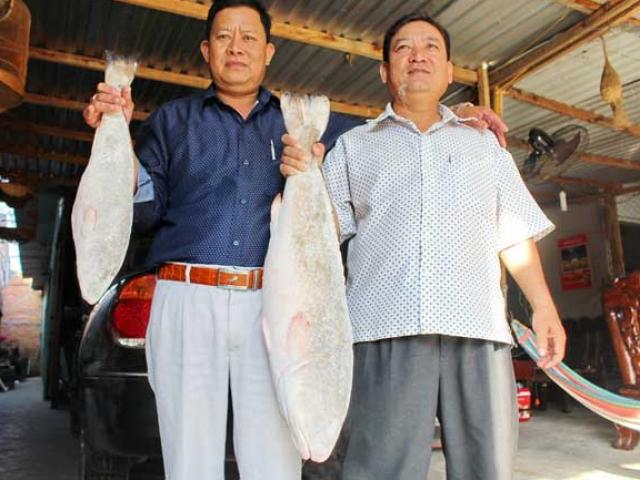 Tin tức trong ngày - Hai "cần thủ" câu được cặp cá sủ vàng trị giá tiền tỷ