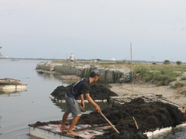Thị trường - Tiêu dùng - "Lộc biển" bất ngờ xuất hiện sớm, ngư dân Khánh Hòa trúng đậm
