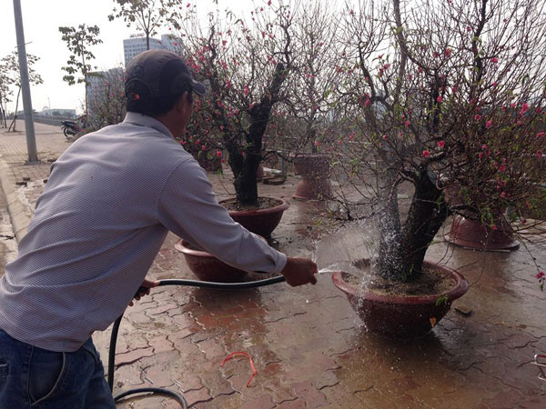 Dân buôn đào hét giá cao ngất - 3