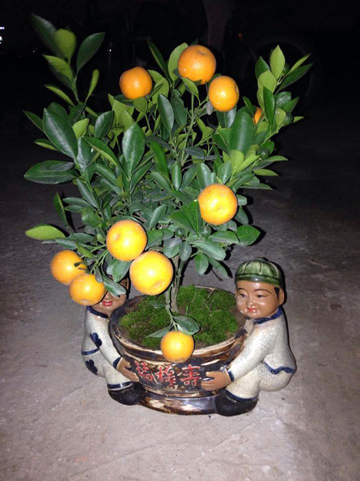 Dân buôn đào hét giá cao ngất - 4