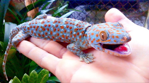 Tắc kè - Vị thuốc của quý ông - 2