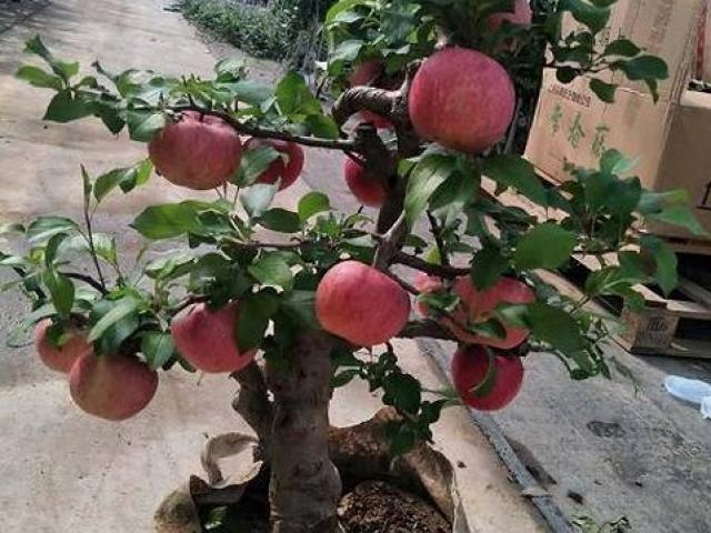 Thị trường - Tiêu dùng - Cây táo đỏ đẹp nhập từ Trung Quốc giá bạc triệu chơi Tết và bí mật sau tán quả