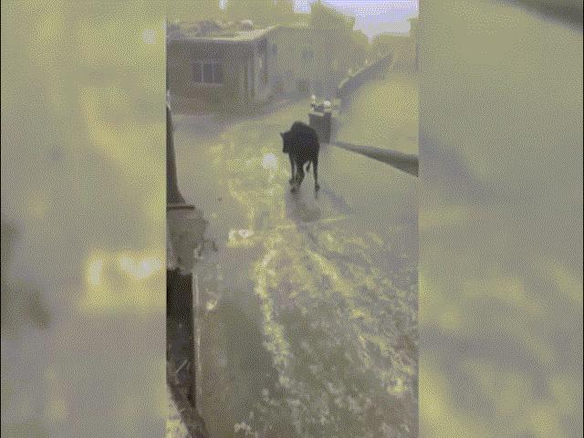 Phi thường - kỳ quặc - Bò “trượt băng nghệ thuật” trên con đường băng giá