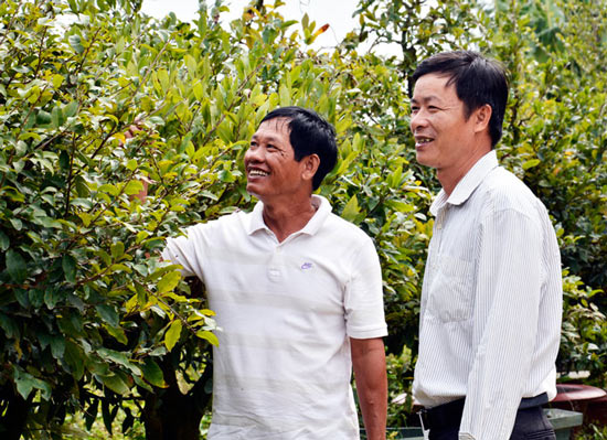 Tuyệt chiêu chăm mai bán Tết, thu hàng trăm triệu đồng/năm - 2