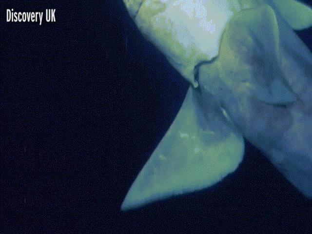 Thế giới - Lần đầu quay được cá mập ma có "mắt thần" nhìn xuyên màn đêm