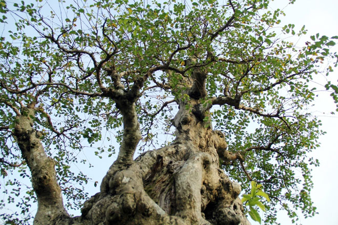 Ngắm cây 100 tuổi một gốc hai loài giá bạc tỷ của nghệ nhân ở Sài Gòn - 1
