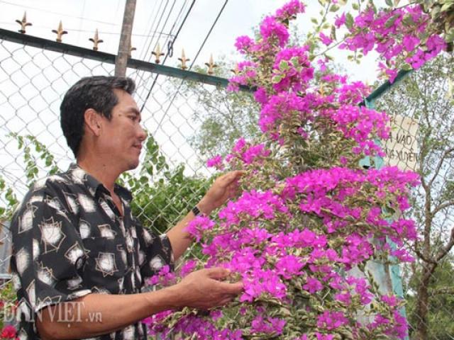 Thị trường - Tiêu dùng - Mãn nhãn ngắm vườn hoa giấy "6 trong 1" chưng Tết trên đất Tây Đô