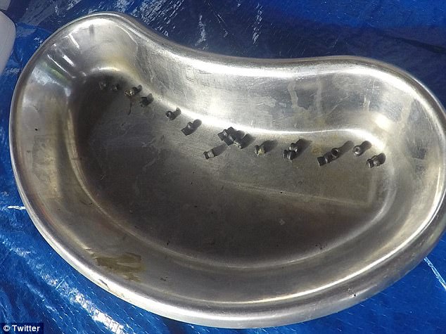 Indonesia: Đười ươi bị bắn 17 phát rồi chặt đầu - 2