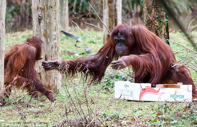 Indonesia: Đười ươi bị bắn 17 phát rồi chặt đầu - 3