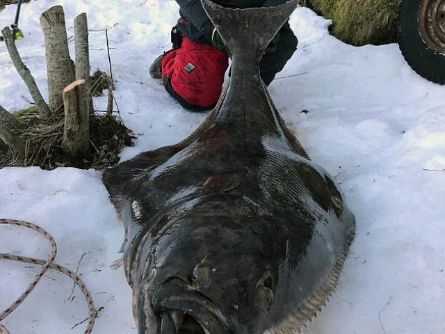 Thế giới - Anh: Câu được cá bơn khổng lồ dài 2 mét, giá 130 triệu đồng