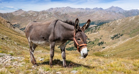 Đây là nơi duy nhất trên thế giới sản xuất loại phô mai đắt nhất hành tinh - 1