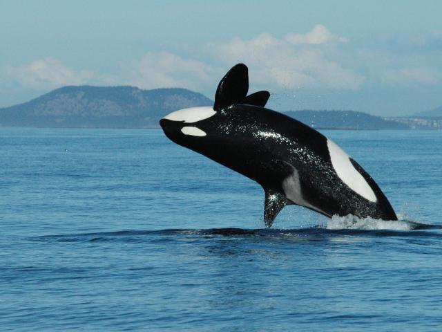 Thế giới - Kinh ngạc cá voi sát thủ bắt chước người, nói tiếng Anh