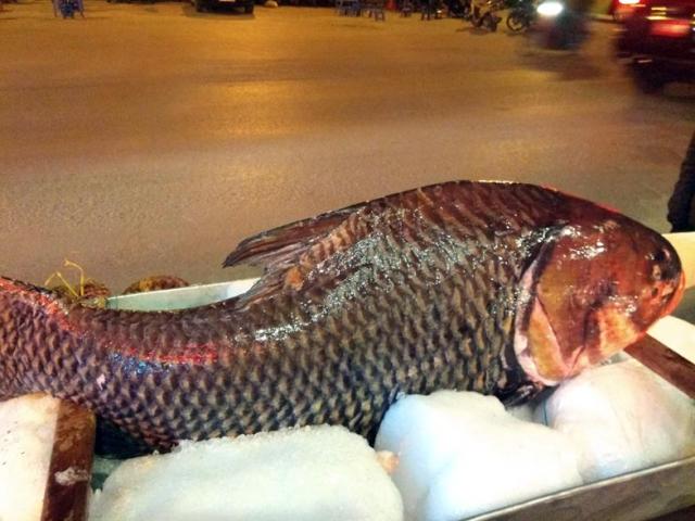 Tin tức trong ngày - Chi cả trăm triệu, "rước" cá hô khủng từ Campuchia về Hà Nội ăn Tết