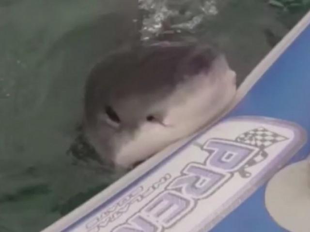 Thế giới - Cá mập trắng điên cuồng cắn chìm thuyền phao chở 6 thợ lặn giữa biển