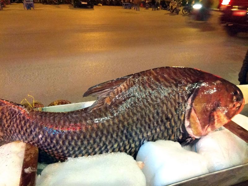 Chi cả trăm triệu, &#34;rước&#34; cá hô khủng từ Campuchia về Hà Nội ăn Tết - 1