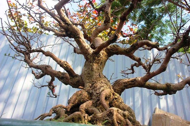 Mai bonsai cổ thụ giá bạc triệu ùn ùn xuống phố tìm đại gia dịp Tết - 1