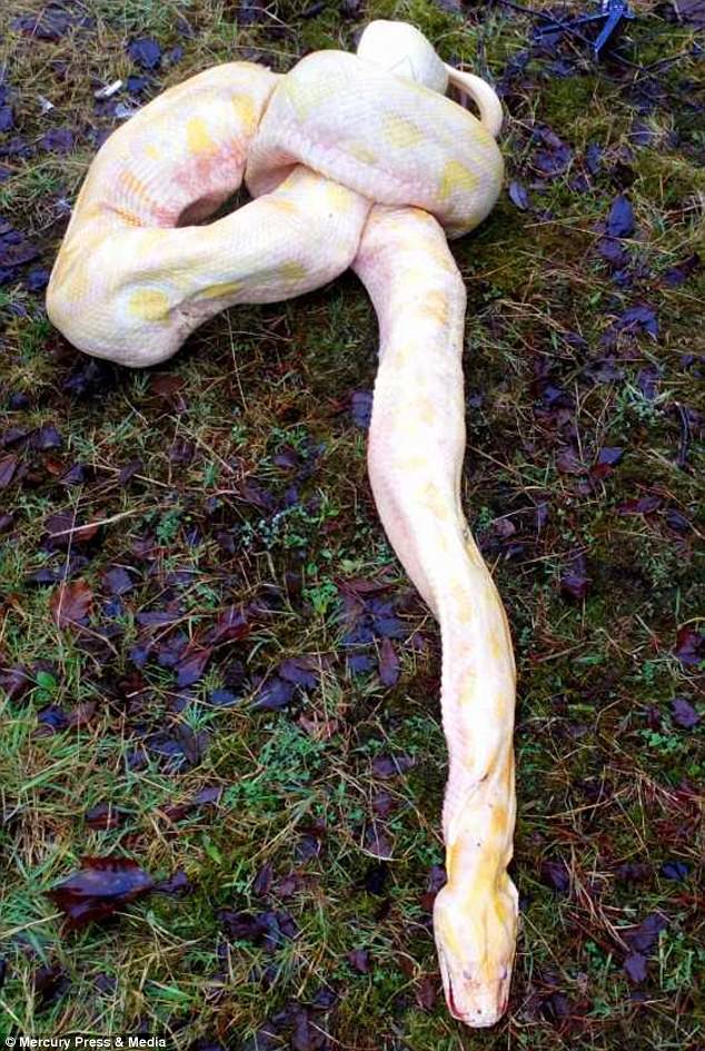 Trăn khổng lồ 4,5 mét bị đập nát sọ, buộc thắt nút ở Anh - 2