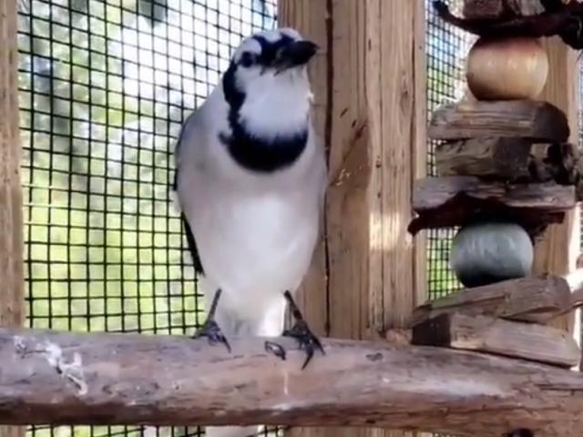 Phi thường - kỳ quặc - Nghe tiếng kêu meo meo, nhìn vào chuồng thấy không phải mèo