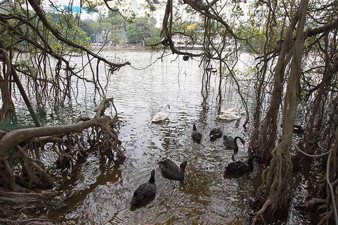 Nóng 24h qua: Sợ hết hồn vì thấy "quái vật" bò ngang đường - 2