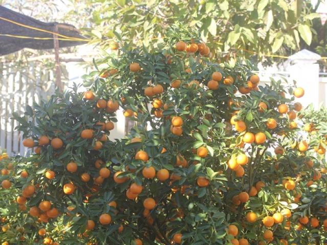 Thị trường - Tiêu dùng - Cúc, quất “cháy hàng", giá tăng 400.000 đ/chậu vẫn không có bán