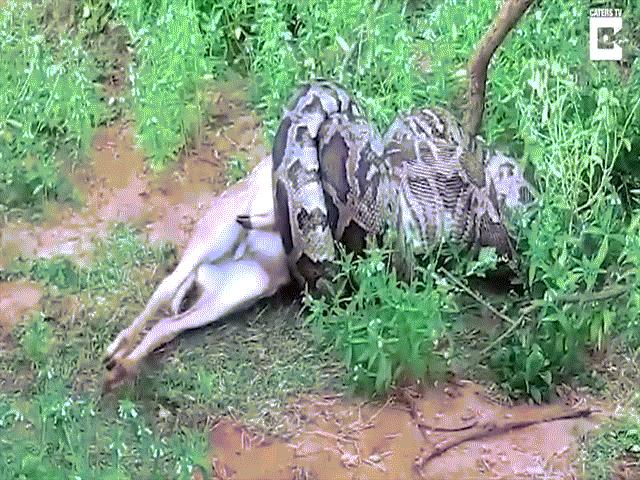 Thế giới - Trăn khổng lồ nuốt trọn con hươu trước mặt du khách