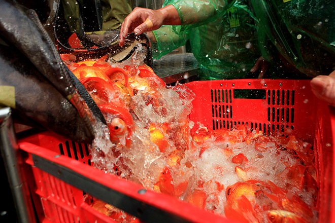 Hàng triệu "phương tiện" đổ về chợ cá lớn nhất Hà Nội trước ngày ông Công ông Táo - 2