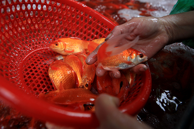 Hàng triệu "phương tiện" đổ về chợ cá lớn nhất Hà Nội trước ngày ông Công ông Táo - 10