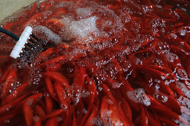 Hàng triệu "phương tiện" đổ về chợ cá lớn nhất Hà Nội trước ngày ông Công ông Táo - 7