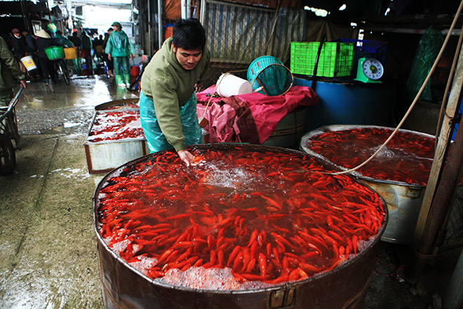 Hàng triệu "phương tiện" đổ về chợ cá lớn nhất Hà Nội trước ngày ông Công ông Táo - 6
