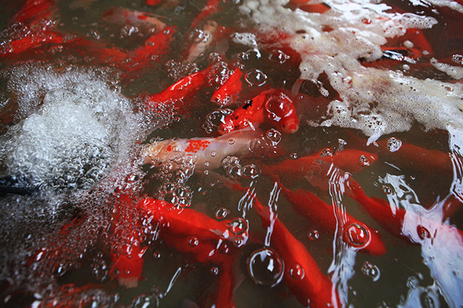 Hàng triệu "phương tiện" đổ về chợ cá lớn nhất Hà Nội trước ngày ông Công ông Táo - 11