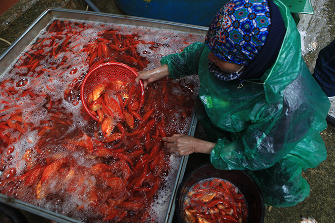 Hàng triệu "phương tiện" đổ về chợ cá lớn nhất Hà Nội trước ngày ông Công ông Táo - 8