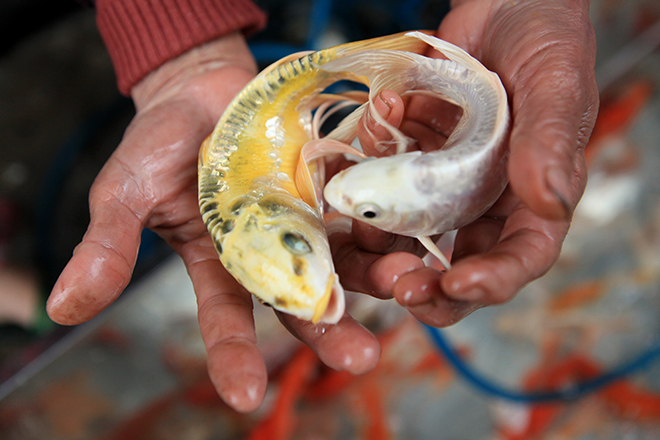 Hàng triệu "phương tiện" đổ về chợ cá lớn nhất Hà Nội trước ngày ông Công ông Táo - 12