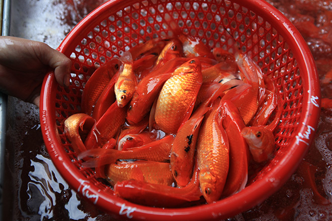 Hàng triệu "phương tiện" đổ về chợ cá lớn nhất Hà Nội trước ngày ông Công ông Táo - 9