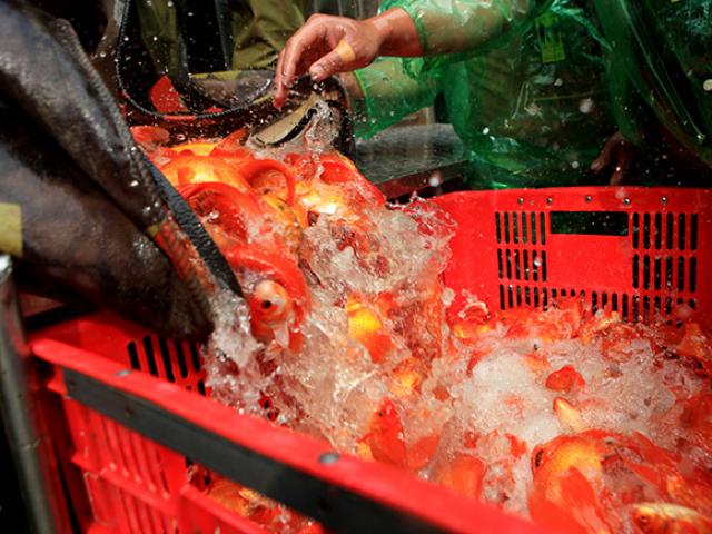 Tin tức trong ngày - Hàng triệu "phương tiện" đổ về chợ cá lớn nhất Hà Nội trước ngày ông Công ông Táo