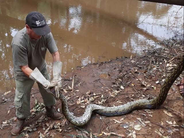 Thế giới - Bắt trăn quái vật dài 5 mét ăn trộm gà vịt ở Nam Phi