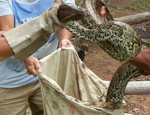 Bắt trăn quái vật dài 5 mét ăn trộm gà vịt ở Nam Phi - 3
