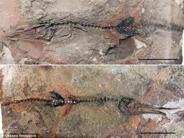 Cậu bé Colombia đi chơi, tìm ra hóa thạch quý 90 triệu tuổi