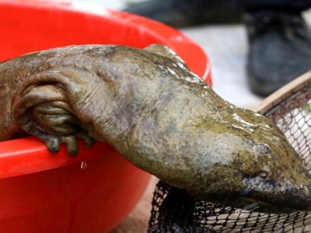 Tin tức trong ngày - 2 khả năng khiến "quái vật bò ngang đường" xuất hiện tại Việt Nam