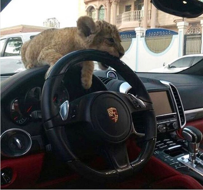 Đưa mèo, chó cùng đi dạo xưa rồi. Ở Dubai thú cưng đưa đi chơi phải là sư tử mới đúng điệu