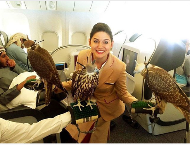 Hãng máy bay chấp nhận tất cả mọi loại vật nuôi của hành khách, đôi khi họ không ngại biến khoang thương gia thành trại nuôi chim. Những chú chim này thậm chí còn có riêng cho mình một ghế